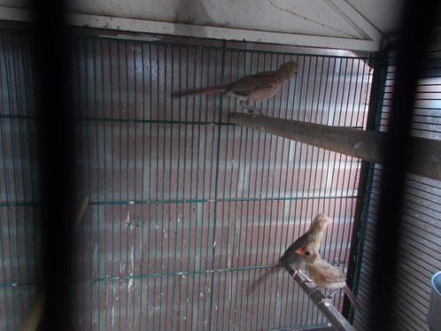Rode kardinalen., Dieren en Toebehoren, Vogels | Overige Vogels, Tropenvogel, Geringd
