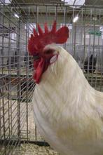 HAAN Poule de bresse, Dieren en Toebehoren, Pluimvee, Mannelijk, Kip