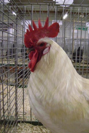 HAAN Poule de bresse beschikbaar voor biedingen