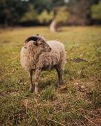 Ouessant ram, Dieren en Toebehoren, Schapen, Geiten en Varkens, Mannelijk, Schaap, 0 tot 2 jaar