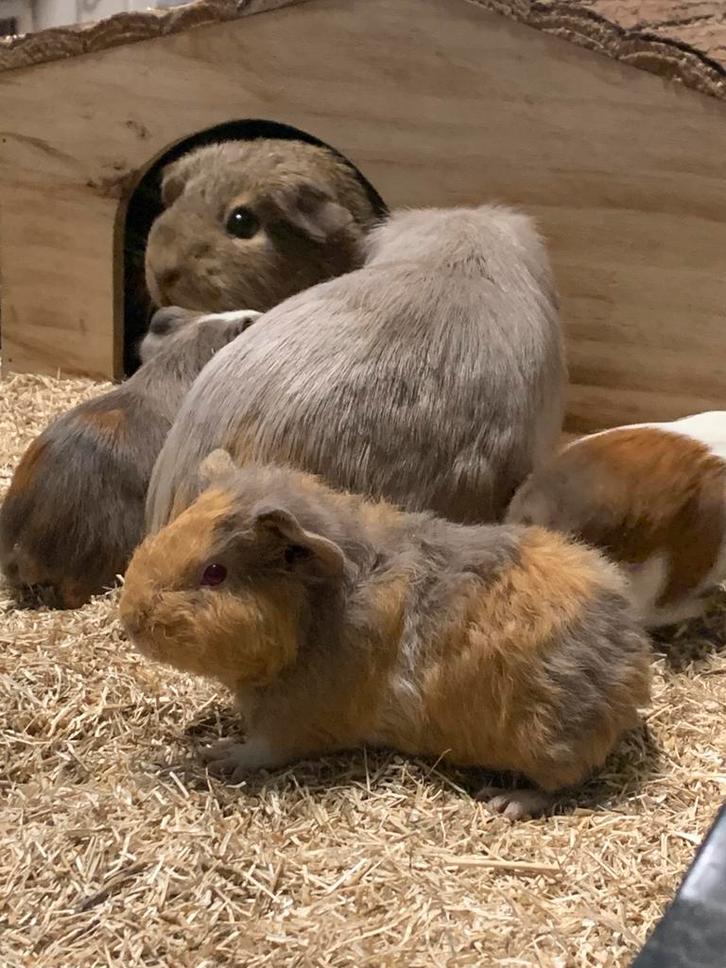 Zeer mooie gezonde lieve cavia’s, Animaux & Accessoires, Rongeurs, Plusieurs animaux, Cobaye, Janvier, Domestique