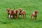 Vizsla pups te koop - Vader en moeder aanwezig, CDV (hondenziekte), Meerdere, 8 tot 15 weken, Meerdere dieren