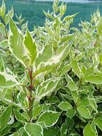 Kornoelje met bont blad  (sierstruiken), Tuin en Terras, Vaste plant, Halfschaduw, Lente, Ophalen