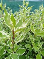 Cornouiller à feuilles panachées (arbustes d'ornement), Jardin & Terrasse, Plantes | Jardin, Printemps, Enlèvement, Autres espèces