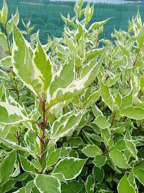 Kornoelje met bont blad  (sierstruiken), Tuin en Terras, Planten | Tuinplanten, Vaste plant, Overige soorten, Halfschaduw, Lente