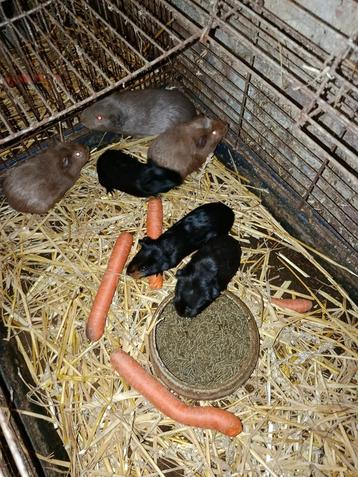 Cavia zeugjes  beschikbaar voor biedingen