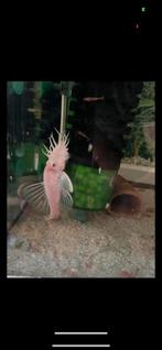 Ancistrus snow white, Dieren en Toebehoren, Vissen | Aquariumvissen