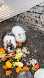 Dwerg konijnen, Animaux & Accessoires, Enlèvement, Utilisé, Soins