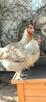 Broedeieren cream legbar, Dieren en Toebehoren, Pluimvee