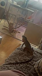 Iguane, Juin, Femelle, Domestique