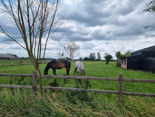 Stalling met weidegang te Lier, Dieren en Toebehoren, Stalling en Weidegang, Stalling, Weidegang