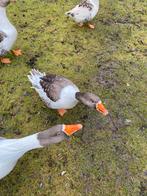 Vlaamse gans HEN, Vrouwelijk, Gans of Zwaan