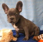 Un bouledogue français super mignon !, Animaux & Accessoires, 15 semaines à 1 an, Étranger, Parvovirose, Plusieurs animaux