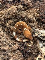 White collar sarasinorum nakweek, Lézard, Domestique, 0 à 2 ans