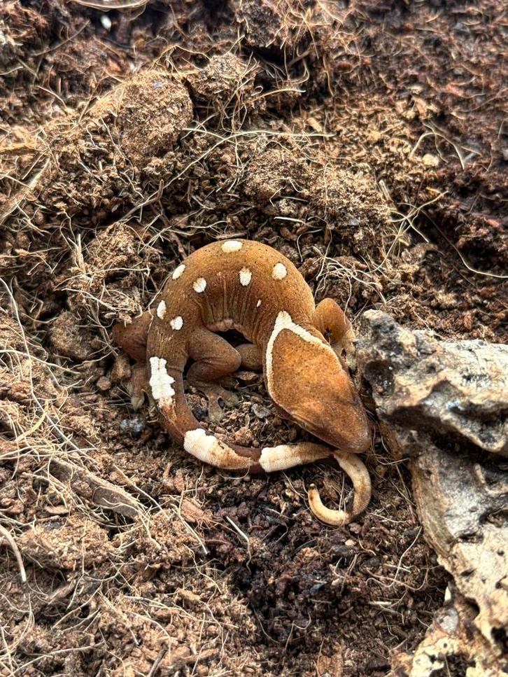 White collar sarasinorum nakweek, Animaux & Accessoires, Reptiles & Amphibiens, Lézard, 0 à 2 ans, Domestique