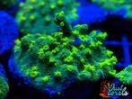 "JF Lime Time Astreopora" koraal zeeaquarium zoutwater, Dieren en Toebehoren