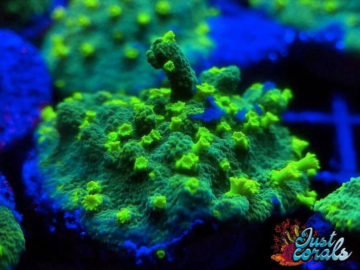 "JF Lime Time Astreopora" koraal zeeaquarium zoutwater, Dieren en Toebehoren, Vissen | Aquariumvissen