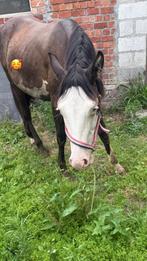 Unieke paint merrie, Dieren en Toebehoren, Paarden, Merrie, Minder dan 160 cm, 0 tot 2 jaar, Gechipt