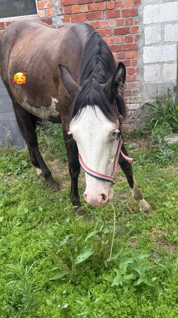 Unieke paint merrie, Dieren en Toebehoren, Paarden, Merrie, Onbeleerd, Minder dan 160 cm, 0 tot 2 jaar, Westernpaard, Gechipt