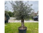 ‼️olijfbomen olea europaea aan promoprijzen ‼️, Ophalen