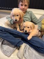 Prachtige golden retrievers, Golden retriever, Hépatite contagieuse (maladie de Rubarth), 8 à 15 semaines, Plusieurs