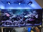 Zeewaterapparatuur voor aquariums, Ophalen of Verzenden, Zo goed als nieuw, Leeg aquarium