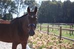 Springmerrie die door het vuur gaat, Dieren en Toebehoren, Paarden, Merrie, Springpaard, Gechipt, 11 jaar of ouder