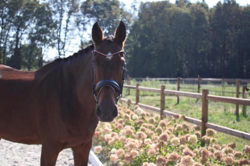Springmerrie die door het vuur gaat, Dieren en Toebehoren, Paarden, Merrie, 165 tot 170 cm, 11 jaar of ouder, Springpaard, Met stamboom