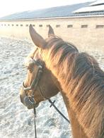 BWP net 16 jaar geworden, 1m70, Dieren en Toebehoren, Paarden en Pony's | Verzorgingsproducten, Ophalen, Zo goed als nieuw