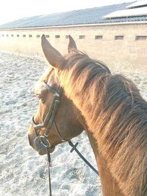 BWP net 16 jaar geworden, 1m70, Dieren en Toebehoren, Paarden en Pony's | Verzorgingsproducten, Zo goed als nieuw, Ophalen