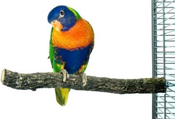Kurk Zitstok M  Ø4 - 30cm - Back Zoo Nature beschikbaar voor biedingen