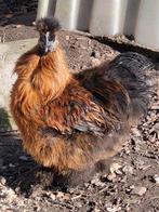 Zijdehoender haan, Dieren en Toebehoren, Pluimvee, Mannelijk, Kip