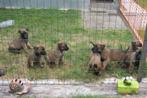 mechelse herder pups, CDV (hondenziekte), Particulier, Meerdere, 8 tot 15 weken