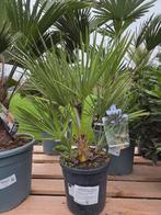 Palmboom Chamaerops Humilis - Europese dwergpalm, Tuin en Terras, Planten | Tuinplanten, Ophalen
