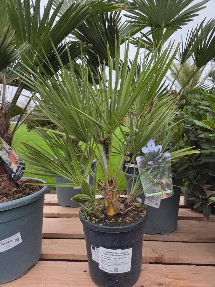 Palmboom Chamaerops Humilis - Europese dwergpalm, Tuin en Terras, Planten | Tuinplanten, Ophalen