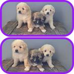 keeshond x toller, prachtige pups, beide ouders hier aanw., Dieren en Toebehoren, CDV (hondenziekte), Meerdere, 8 tot 15 weken