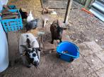 4 geiten te koop ( gereserveerd), Dieren en Toebehoren