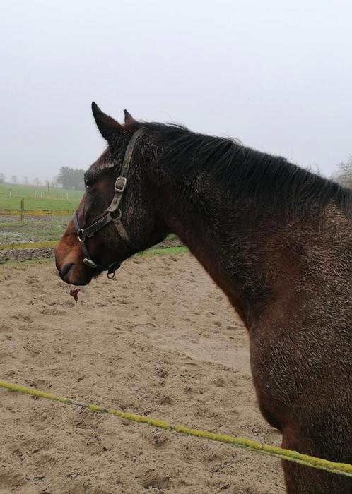 Fokmerries met Topafstamming te Koop, Dieren en Toebehoren, Paarden, Merrie, Z