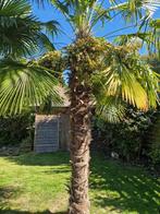 Chinese Waaier Palmbomen, Tuin en Terras, Ophalen, Palmboom, 250 tot 400 cm