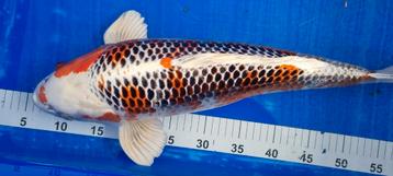 HQ Kujaku kweker Yagenji 53cm koi beschikbaar voor biedingen