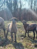 Kameroen bokjes, Dieren en Toebehoren, Schapen, Geiten en Varkens