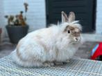 Langharig konijn, Dieren en Toebehoren, Konijnen, Vrouwelijk, Klein, 0 tot 2 jaar