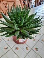 Kamerplant ( Aloe ), Ophalen
