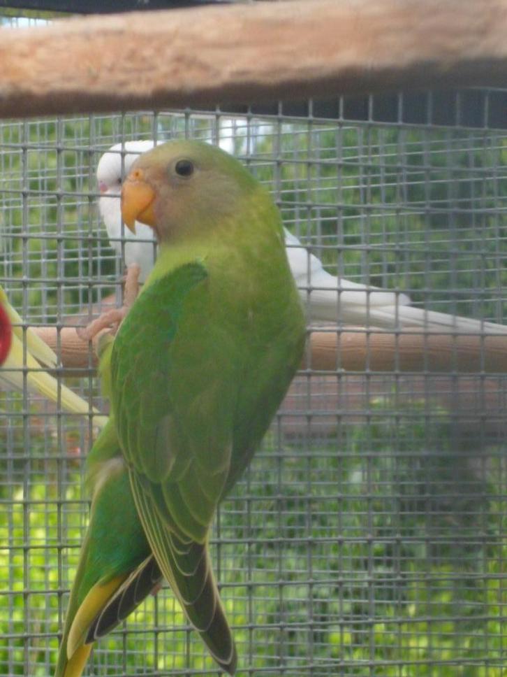 Pruimkopparkieten 2025, Dieren en Toebehoren, Vogels | Parkieten en Papegaaien, Parkiet, Geslacht onbekend, Geringd