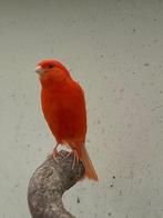 Kanaries 2025 rood en roodivoor, Dieren en Toebehoren, Vogels | Kanaries, Meerdere dieren, Kleurkanarie