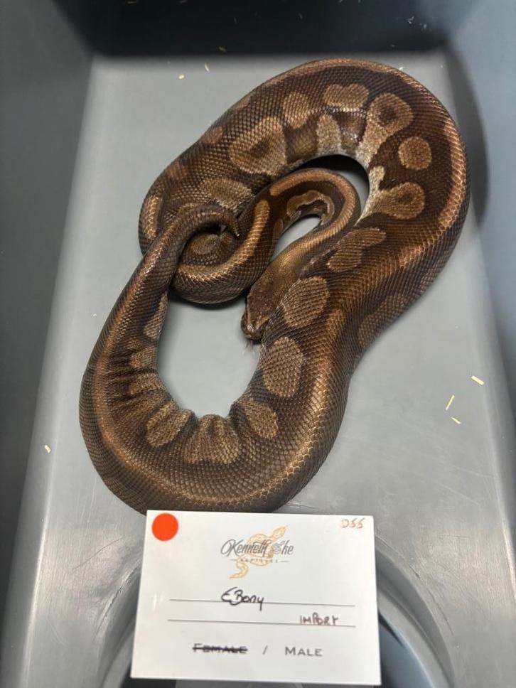 1.1 Unknown Genes, Dieren en Toebehoren, Reptielen en Amfibieën, Slang, 3 tot 6 jaar, Tam