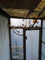 Jonge kanaries 2025, Dieren en Toebehoren, Vogels | Kanaries