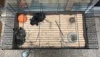 2 lieve hangoor konijntjes (12 weekjes) + hok en toebehoren, Taille moyenne, Oreilles tombantes, Plusieurs animaux, 0 à 2 ans