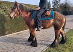 Top trekpaard, Dieren en Toebehoren, Pony's, Merrie, M, Ontwormd