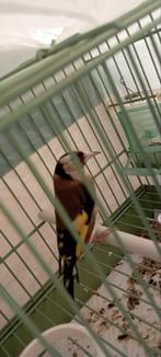 Femelle parva chardonneret, Dieren en Toebehoren, Vogels | Overige Vogels, Vrouwelijk, Wildzangvogel, Geringd